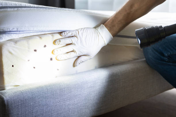 Best Wasp Removal Services  in Geneva, NY