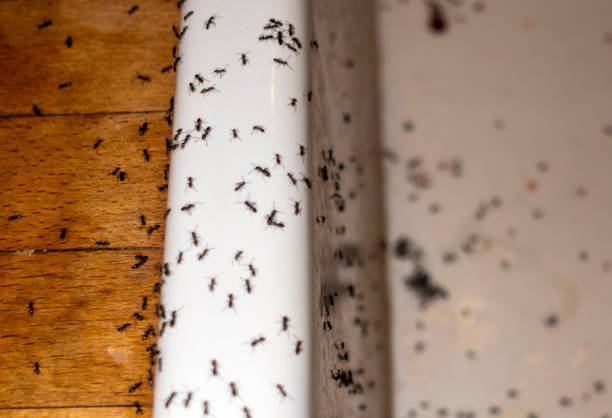 Best Pest Control for Businesses  in Geneva, NY